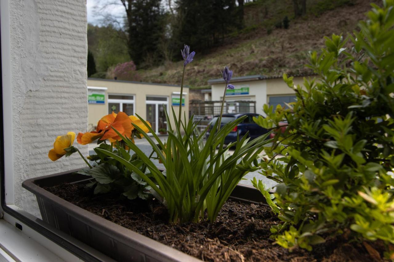 Pension Hoenel-Hof Bad Schandau Esterno foto